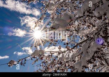 Krabben-Apfelbaum mit Schnee bedeckt Stockfoto