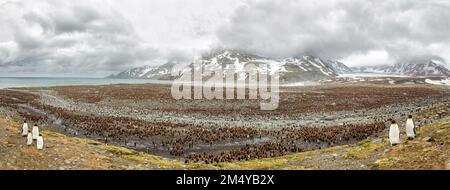 Kings Pinguins Kolonie in der Antarktis, eine Familie von König Pinguinen und Kaiser Pinguinen am Ufer, Panoramabild der wiedervereinigten Familie von Pinguinen Stockfoto