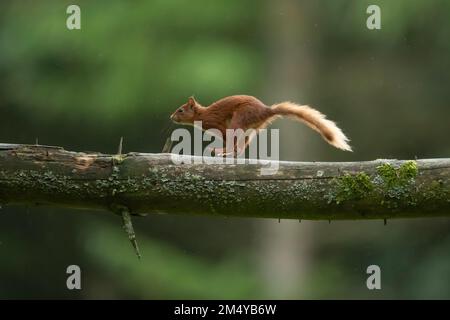 Ausgewachsenes rotes Eichhörnchen (Sciurus vulgaris), das in einem Waldgebiet entlang eines Astes in Yorkshire, England, Vereinigtes Königreich läuft Stockfoto