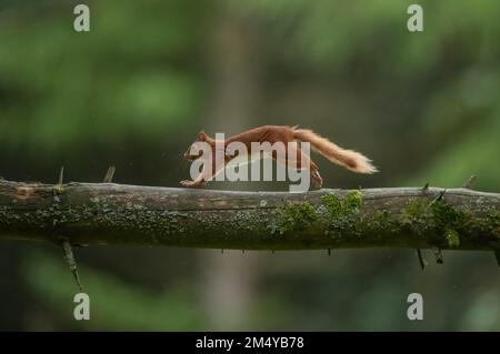 Ausgewachsenes rotes Eichhörnchen (Sciurus vulgaris), das in einem Waldgebiet entlang eines Astes in Yorkshire, England, Vereinigtes Königreich läuft Stockfoto