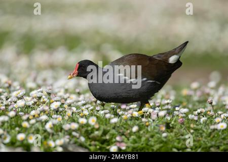 Gemeiner Moorhen (Gallinula chloropus) ausgewachsener Vogel, der durch eine Wiese blühender Gänseblümchen geht, Gloucestershire, England, Vereinigtes Königreich, Europa Stockfoto