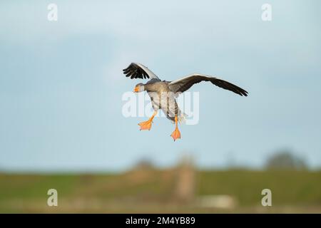 Ausgewachsener Vogel aus der Gans Greylag (Anser anser) kommt an Land, Lincolnshire, England, Vereinigtes Königreich Stockfoto