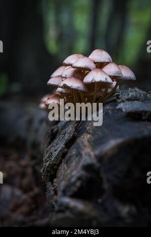 Eine Nahaufnahme eines Mycena-Renati-Pilzes, der nach Regen auf einem alten Holz im Wald wächst. Stockfoto