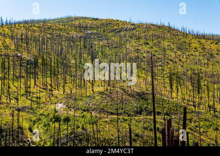 Tote Bäume; Regeneration von Bäumen und Pflanzen, die bei Waldbränden verbrannt sind; Bundesstaat Zentral-Washington; USA Stockfoto