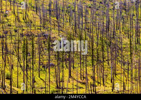 Tote Bäume; Regeneration von Bäumen und Pflanzen, die bei Waldbränden verbrannt sind; Bundesstaat Zentral-Washington; USA Stockfoto
