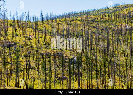 Tote Bäume; Regeneration von Bäumen und Pflanzen, die bei Waldbränden verbrannt sind; Bundesstaat Zentral-Washington; USA Stockfoto