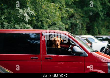 Der Hund steckte seinen Kopf aus dem Autofenster Stockfoto