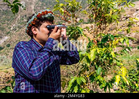 Traditionell gekleideter Mann des Qahtani-Blütenstammes in den Kaffeepflanzen, untersucht die Kaffeebohnen, die Asir-Berge, das Königreich Saudi-Arabien Stockfoto