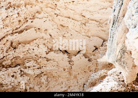 Schwalbenvögel nisten in Kalkstein Stockfoto