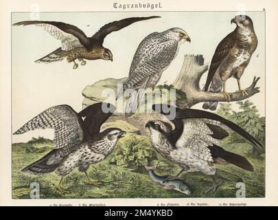 Montagu-Weihe, Circus pygargus A, Bussard, Buteo buteo b, Fischadler mit Fischen, Pandion haliaetus c, gyrfalcon, Falco rusticolus d, and Northern Goshawk, Accipiter gentilis e. chromolithograph aus Gotthilf Heinrich von Schuberts Naturgeschichte der Tierreiche, Schreiber, München, 1886. Stockfoto