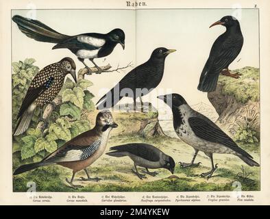 Kapuzenkrähe, Corvus cornix a, Westernschakadau, Corvus monedula b, Eurasian jay, Garrulus glandarius c, Fleckenknacker, Nucifraga caryocatactes d, Alpenschnecke, Pyrrhocorax graculus e, Rotschnabelschnecke, Pyrrhocorax pyrrhocorax f, und eurasische Elster, Pica pica g. Chromolithograph aus Gotthilf Heinrich von Schuberts Naturgeschichte der Tierreiche, Schreiber, München, 1886. Stockfoto