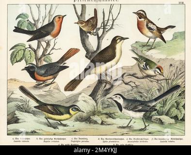 Europäischer Robin, Erithacus rubecula a, goldcrest, Regulus regulus b, Eurasian Wren, Troglodytes troglodytes c, Redstart, Phoenicurus phoenicurus d, großer Schilfzwerg, Acrocephalus arundinaceus e, whinchat, Saxicola rubetra f, White Wagtail, Motacilla alba g, und westlicher Gelbschwanz, Motacilla flava h. Chromolithograph aus Gotthilf Heinrich von Schuberts Naturgeschichte der Tierreiche, Schreiber, München, 1886. Stockfoto