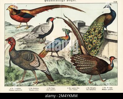 Silberfasan, Lophura nycthemera a, Goldfasan, Chrysolophus pictus b, großer Argus, Argusianus argus c, Indischer Pfauenpfauz, Pavo cristatus d, Himalaya monal, Lophophorus impejanus e, Und wildpute, Meleagris gallopavo f. Chromolithograph aus Gotthilf Heinrich von Schuberts Naturgeschichte der Tierreiche, Schreiber, München, 1886. Stockfoto