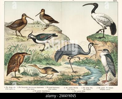 Schwarzkronen-Nachtreiher, Nycticorax nycticorax a, Little bittern, Ixobrychus minutus b, Great bittern, Botaurus stellaris c, Crane, Grus grus d, African Sacred Ibis, Threskiornis aethiopicus e, Eurasischer Holzhahn, Scolopax rusticola g, Snipe, Gallinago gallinago g, nördlicher Lapwing, Vanellus vanellus h. Chromolithograph aus Gotthilf Heinrich von Schuberts Naturgeschichte der Tierreiche (Naturgeschichte des Tierreichs), Schreiber, München, 1886. Stockfoto