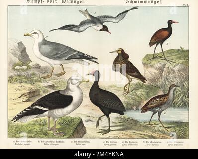 Ruff, Calidris pugnax a, Moorhen, Gallinula chloropus b, King Rail, Rallus elegans c, Wattled jacana, Jacana jacana d, Schwarzkopfmöwe, Chroicocephalus ridibundus e, Grossmöwe mit schwarzem Rücken, Larus marinus f, und Europäische Heringsmull, Larus argentatus g. Chromolithograph aus Gotthilf Heinrich von Schuberts Naturgeschichte der Tierreiche, Schreiber, München, 1886. Stockfoto