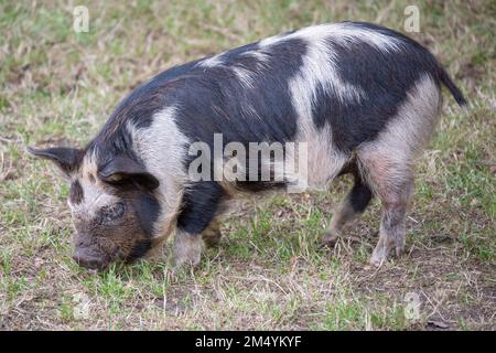 Die Makroaufnahme eines Kunekune-Schweines, das auf dem Grasfeld grast Stockfoto