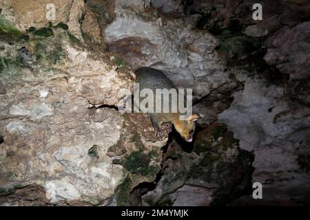 Wild Possum on the Rocks Stockfoto