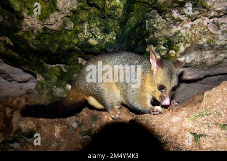 Wild Possum on the Rocks Stockfoto