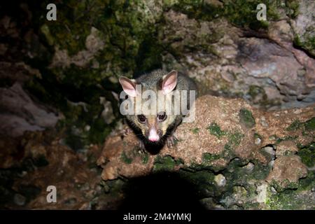 Wild Possum on the Rocks Stockfoto