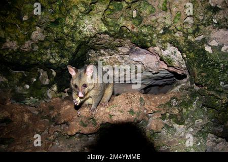 Wild Possum on the Rocks Stockfoto