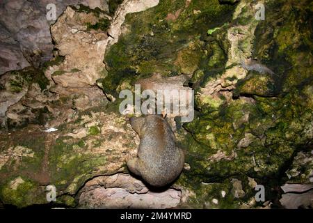 Wild Possum on the Rocks Stockfoto