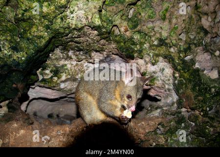 Wild Possum on the Rocks Stockfoto