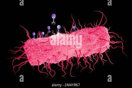 T4 Bakteriophagen infizieren E. coli Bakterium, Illustration. Phagen sind Viren, die Bakterien infizieren und sich innerhalb von Bakterien vermehren. Stockfoto