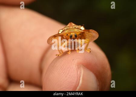 Ein goldener Käfer, der auf dem Finger krabbelt Stockfoto