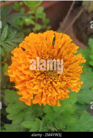 Eine vertikale Nahaufnahme einer orangefarbenen Tagetes erecta-Blume, Marigold-Blütenkopf von oben Stockfoto