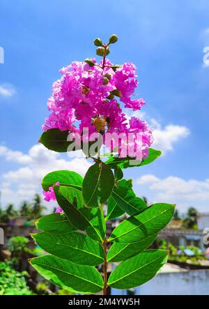 Eine Nahaufnahme einer lagerstroemia indica furush, Crape Myrtle Blütenpflanze gegen den blauen Himmel Stockfoto