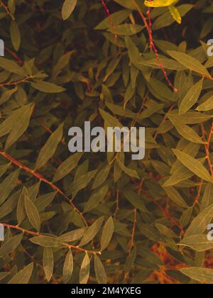 Grüne Blattstruktur. Hinterlässt Texturhintergrund. Kreatives Layout grüner Blätter. Naturhintergrund Stockfoto