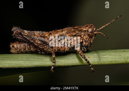 Spornhaltiger Grashüpfer-Insekt der Unterfamilie Melanoplinae Stockfoto