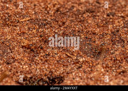 Erwachsene weibliche GroßkopfAmeisen der Gattung Pheidole Stockfoto