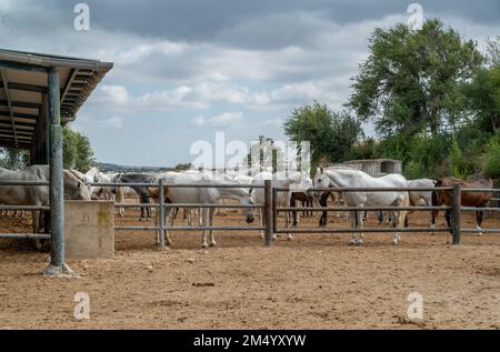 Andalusische Pferde stehen im Freilufthof auf der Pferdezucht, Jerez de la Frontera, Spanien Stockfoto