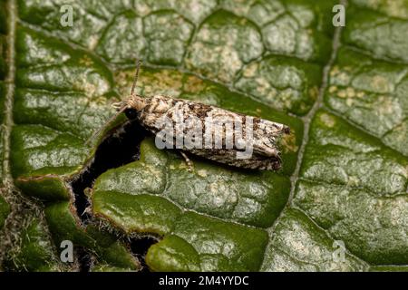 Erwachsener Tortricide Leafroller Moth der Familie Tortricidae Stockfoto