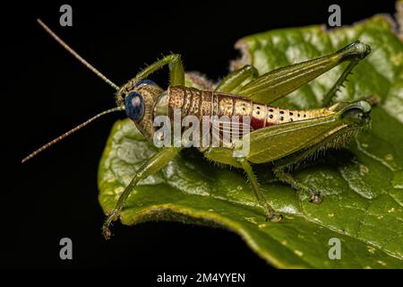 Spornhaltiger Grashüpfer-Insekt der Unterfamilie Melanoplinae Stockfoto