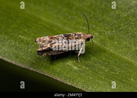 Erwachsener Tortricide Leafroller Moth der Familie Tortricidae Stockfoto