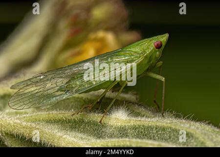 Adulter Dictyopharid Planthopper-Insekt der Familie Dictyopharidae Stockfoto