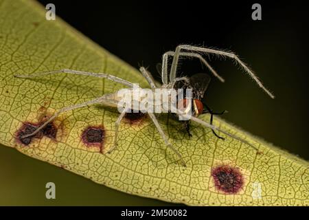 Kleine weibliche Geisterspinne der Familie Anyphaenidae, die eine Fliege ausbeuten Stockfoto