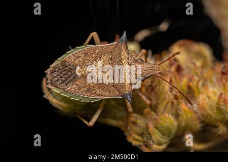 Adulter Grünbauch-Käfer der Art Diceraeus melacanthus Stockfoto