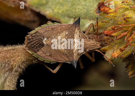 Adulter Grünbauch-Käfer der Art Diceraeus melacanthus Stockfoto