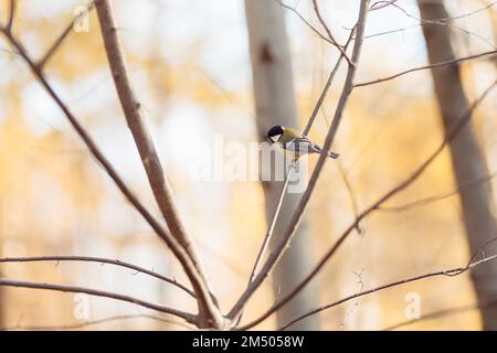Schwarze Spitzmaus, hoch oben in einem Ast-Fresshaus im Hinterhof. Hochwertiges Foto Stockfoto