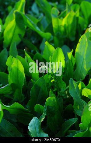 Sorrel Blätter im Vollformat, grüne Kräuter zum Essen im Hintergrund. Stockfoto