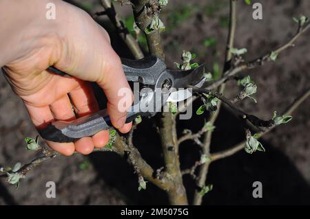 Männliche Hand mit Gartenscheren, Frühjahrsschnitt und Apfelbäume Formen im Garten Stockfoto