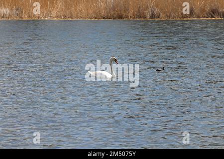 Ein weißer Schwan schwimmt auf dem See, und neben einer schwarzen Ente, ein Esel. Wasseroberfläche mit kleinen Wellen und trockenem Schilf. Stockfoto