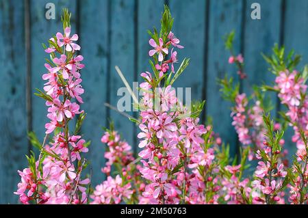 Blühender Busch aus dekorativen Mandeln auf einem Hintergrund mit grünem Zaun. Frühlingsgarten Stockfoto