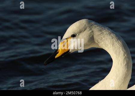 Ein Kopfschuss von einem Whooper Schwan, Cygnus cygnus, der an einem kalten Wintertag auf einem See schwimmt. Stockfoto