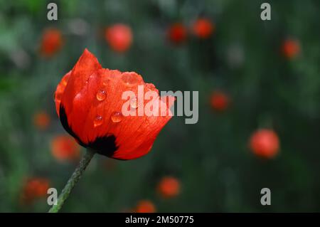 Selektiver Fokus auf rote Mohnblume mit Wassertropfen auf Blütenblättern und verschwommenem Hintergrund Stockfoto