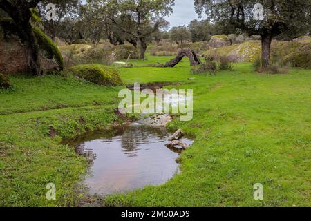 Landschaft mit Bach in der Dehesa de la Luz. Extremadura. Spanien. Stockfoto