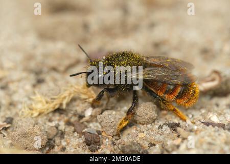 Detaillierte Nahaufnahme der seltenen weiblichen, zweifarbigen Maurerbiene, Osmia Bicolor, die mit Pollen bedeckt auf dem Boden sitzt Stockfoto